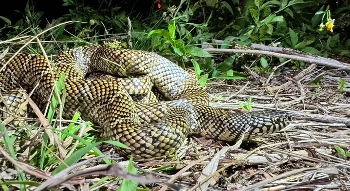 A coiled snake with patterned scales rests among grass and twigs, blending into a natural nighttime environment A coiled snake with patterned scales rests among grass and twigs, blending into a natural nighttime environment.