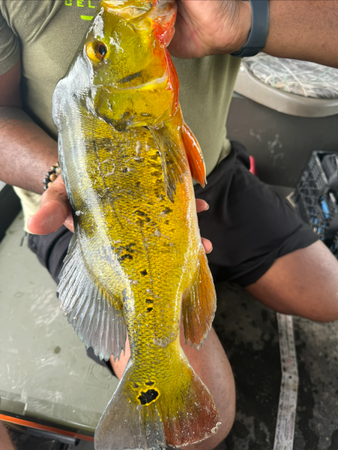 A person holds a vibrant yellow fish with orange accents, showcasing its colorful scales while seated on a boat