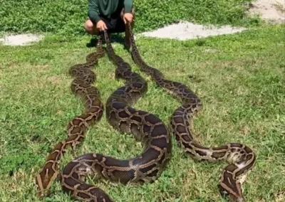 A person kneels on grass, holding the tails of three large, patterned snakes that stretch out across the ground, surrounded by greenery.