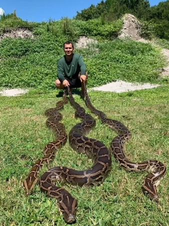 A-person-kneels-on-grassy-ground-holding-several-large-snakes-while-lush-greenery-and-a-rocky-hillside-provide-the-backdrop