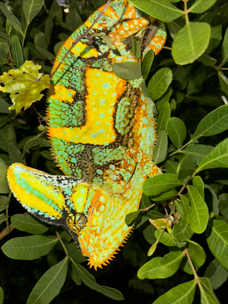 A vibrant chameleon displaying bright blue and yellow colors, camouflaged among lush green leaves A vibrant chameleon displaying bright blue and yellow colors, camouflaged among lush green leaves.