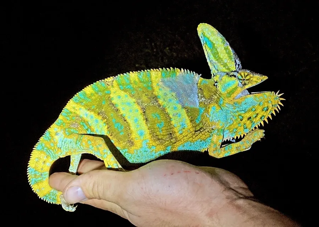 A vibrant chameleon with turquoise and yellow scales is being held by a person's hand in a dark setting.