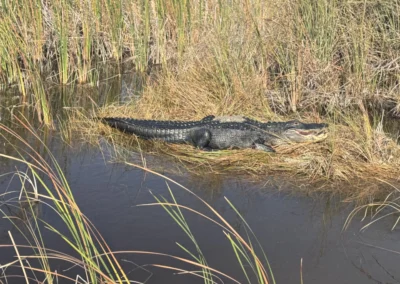 An alligator rests on a grassy patch beside dark water, surrounded by tall reeds in a natural wetland habitat